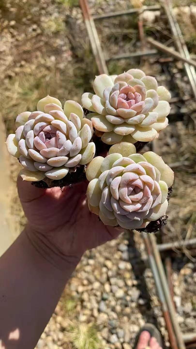 多肉植物 X567 セツガン 50苗 土根付き エケベリア セダム