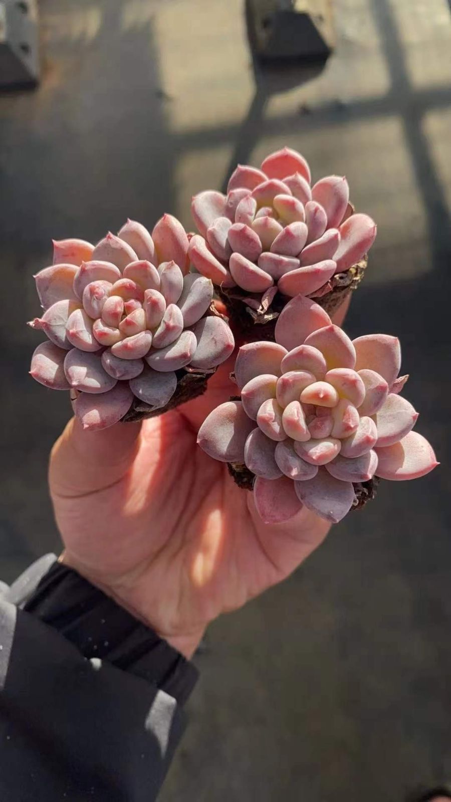 多肉植物 X573 ピンクジェニー 72苗 土根付き エケベリア セダム