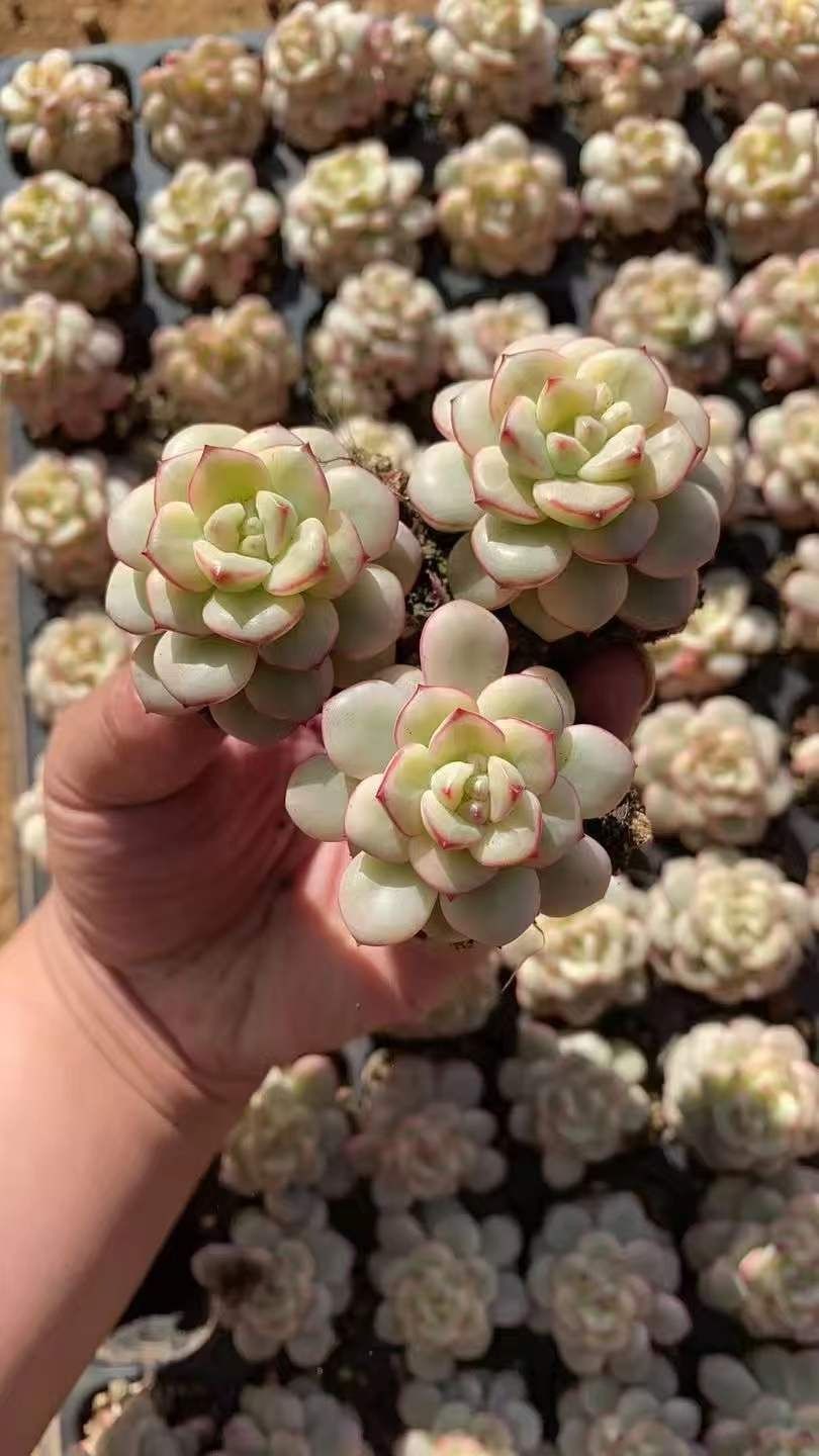 多肉植物 X581 タンゴニシキ 72苗 土根付き エケベリア セダム