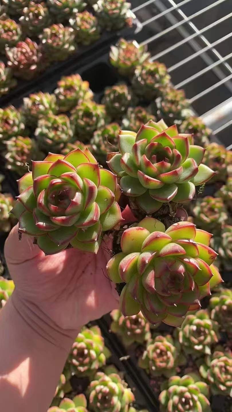 多肉植物 X583 ムーンストーン 50苗 土根付き エケベリア セダム