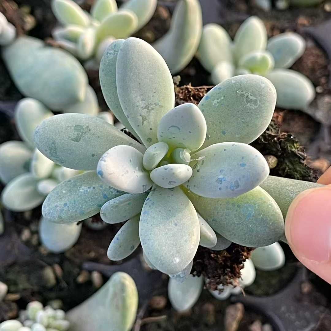 多肉植物 X587 オレンジドラゴンタンソウ 72苗 土根付き エケベリア