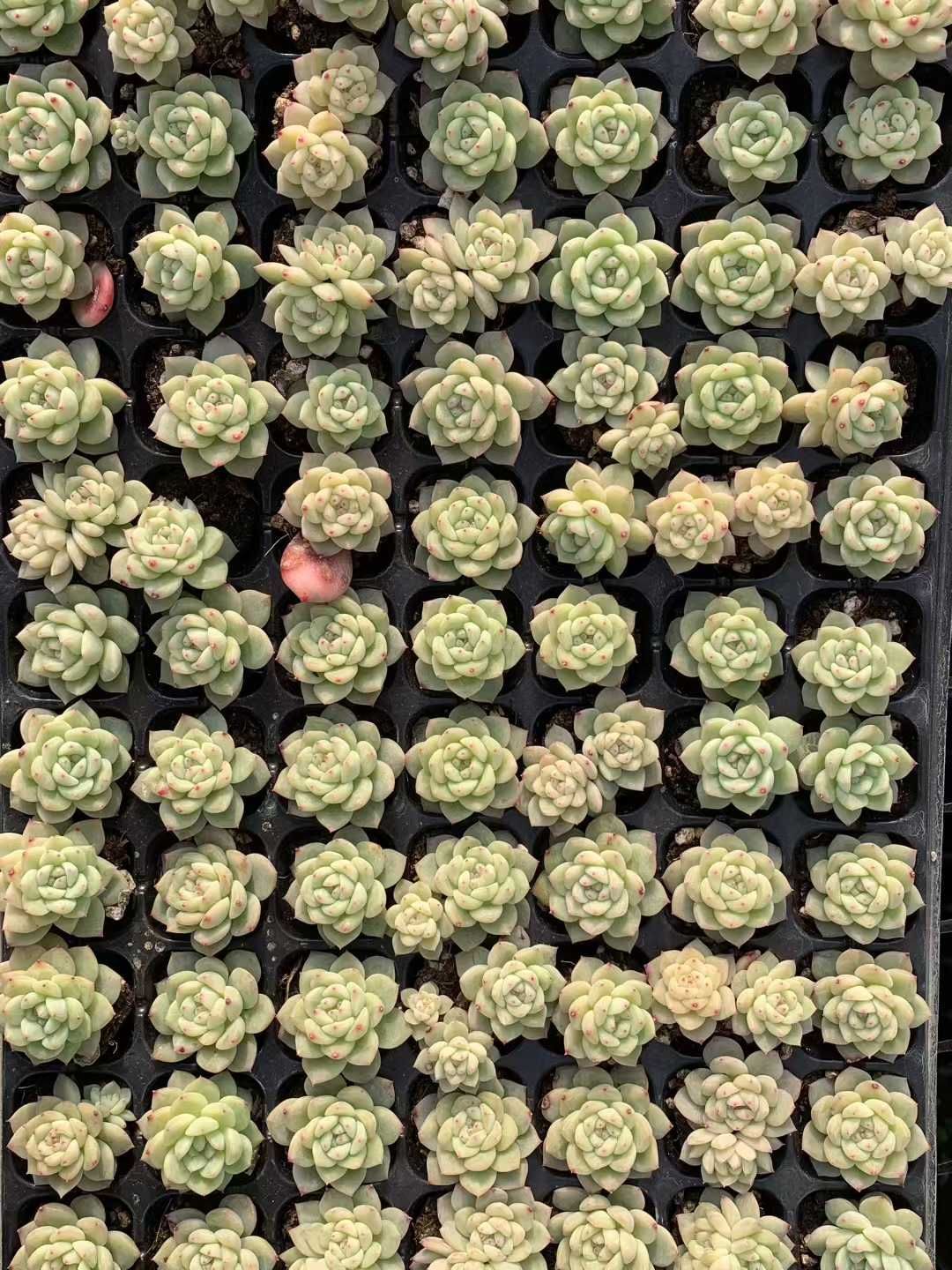 多肉植物 X518 カンピ 105苗 土根付き エケベリア セダム アエオニウム