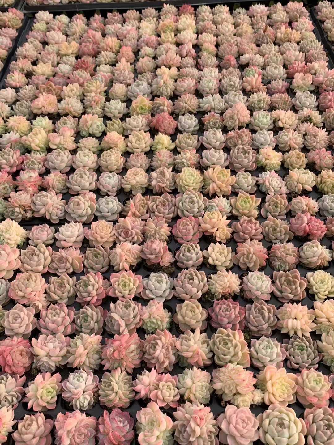 多肉植物 X523 ムギワラ 105苗 土根付き エケベリア セダム