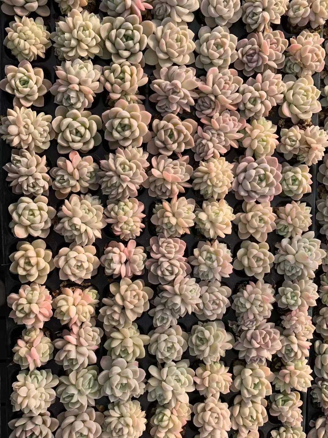 多肉植物 X535 クリームビジン 105苗 土根付き エケベリア セダム