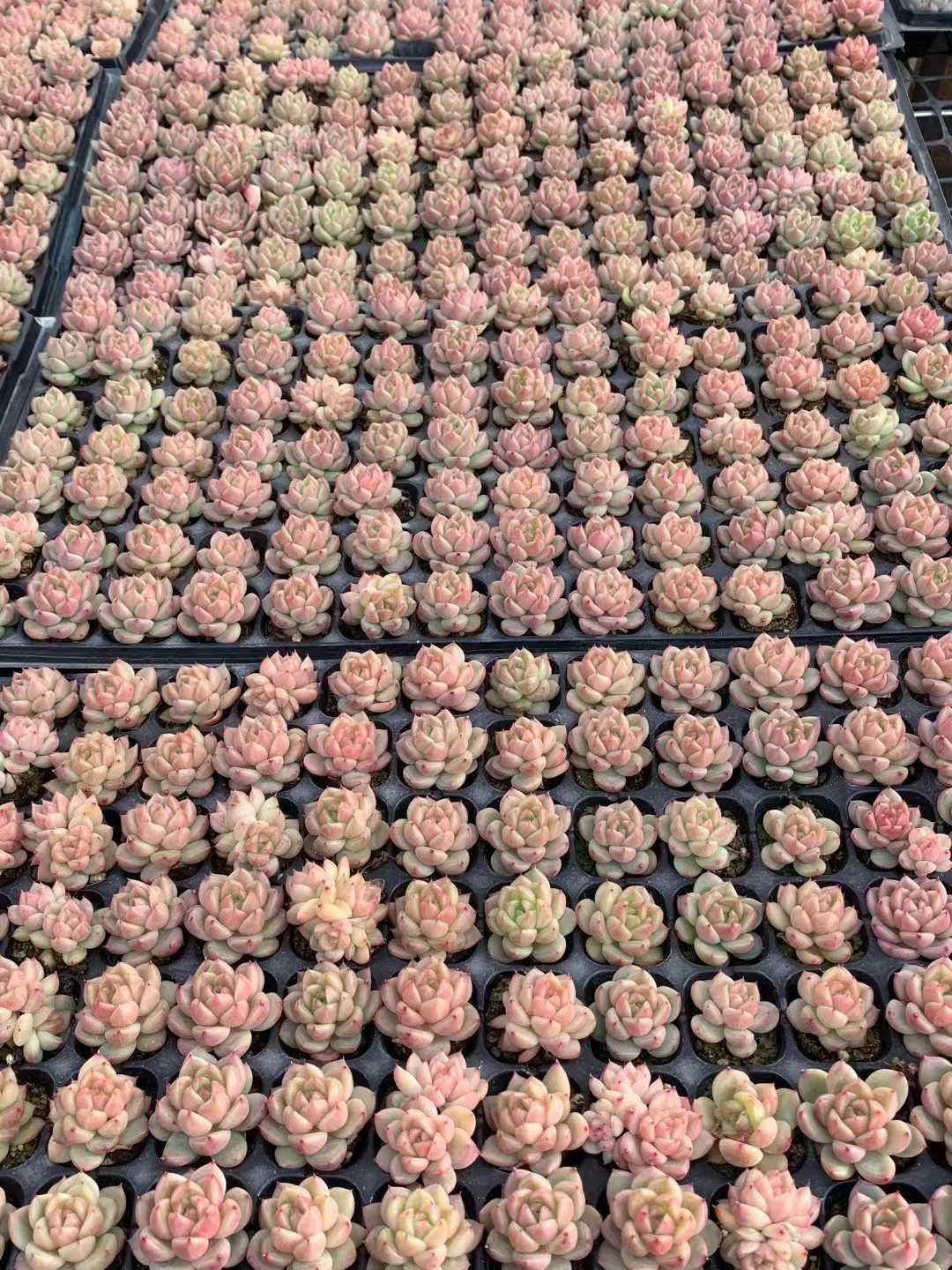 多肉植物 X536 セイクウ 105苗 土根付き エケベリア セダム