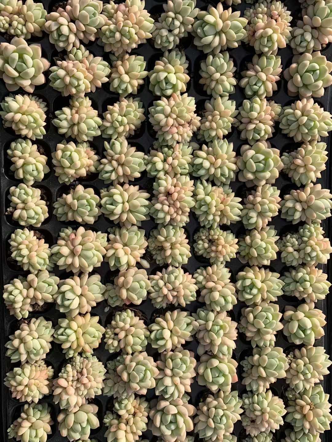 多肉植物 X543 ギョクニュイ 105苗 土根付き エケベリア セダム