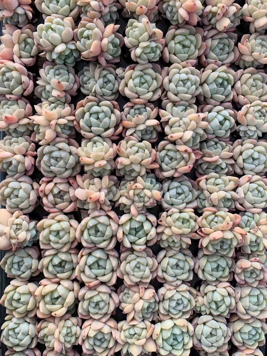 多肉植物 X545 ホータンギョク 105苗 土根付き エケベリア セダム