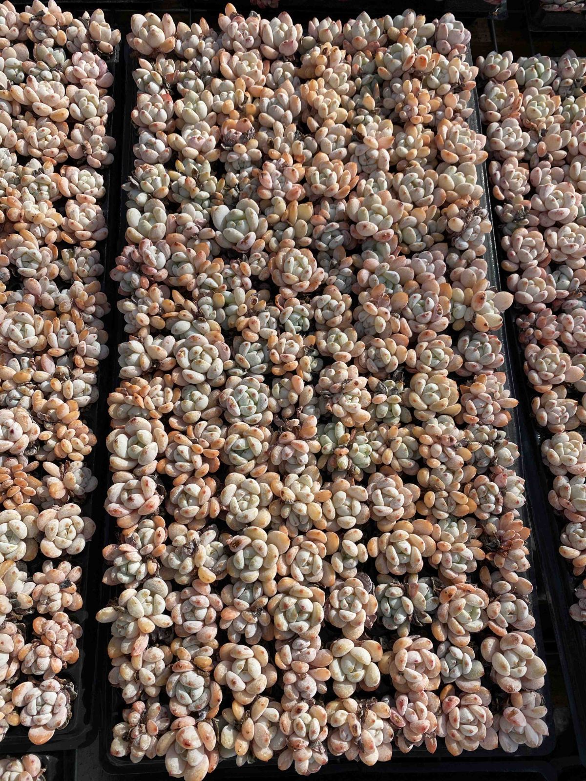 多肉植物 X98 レイコウ 128苗 土根付き エケベリア セダム