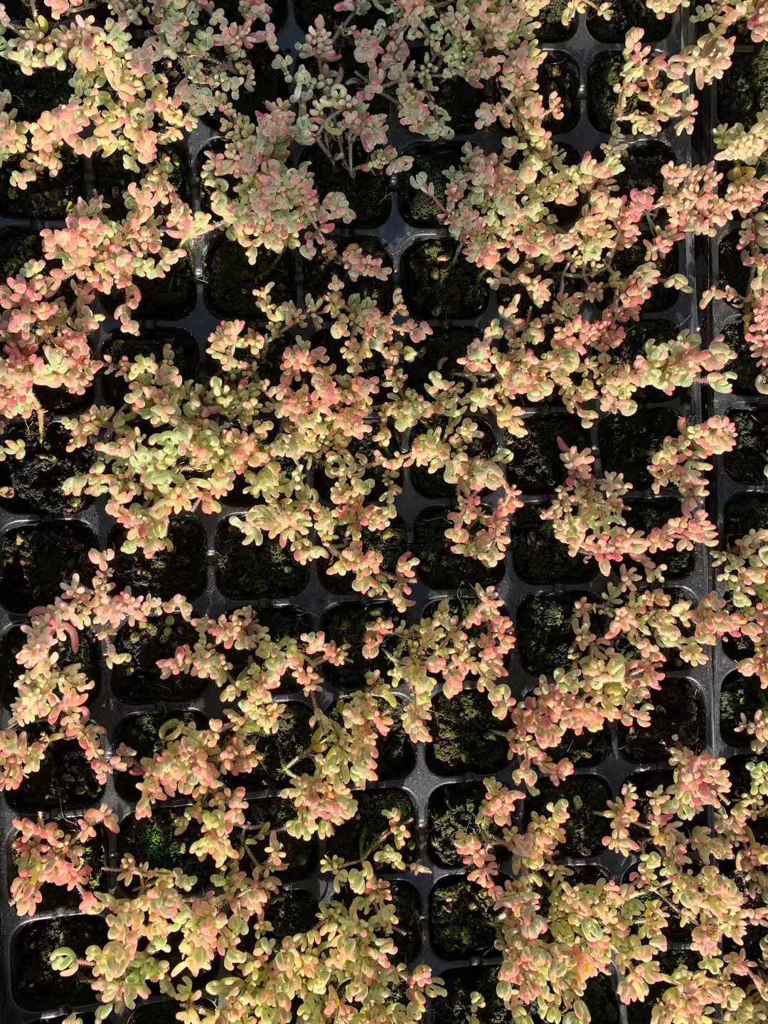 多肉植物 X522 ルビーニシキ 105苗 土根付き エケベリア セダム