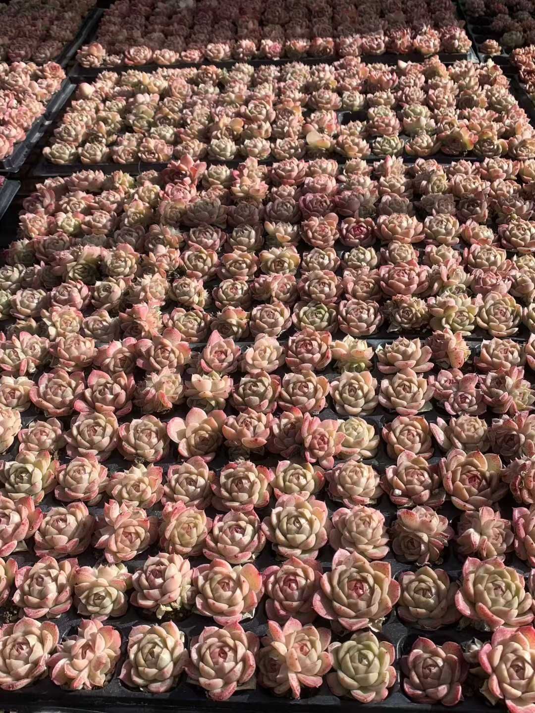 多肉植物 X540 タンカジェニー 105苗 土根付き エケベリア セダム