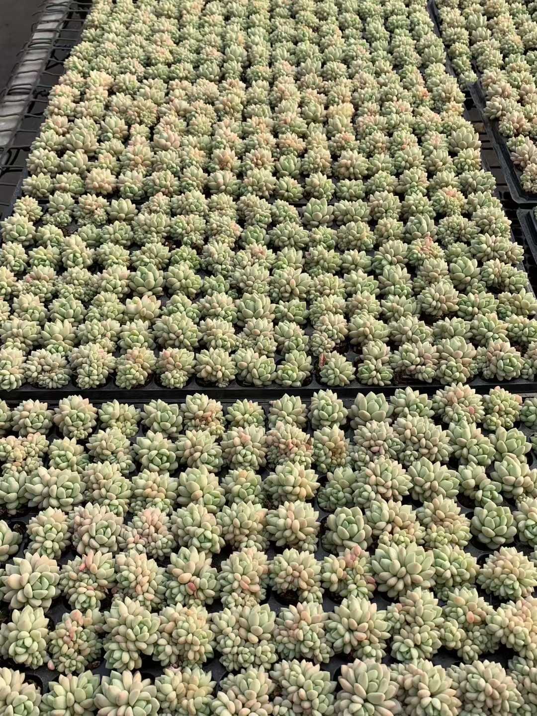 多肉植物 X543 ギョクニュイ 105苗 土根付き エケベリア セダム