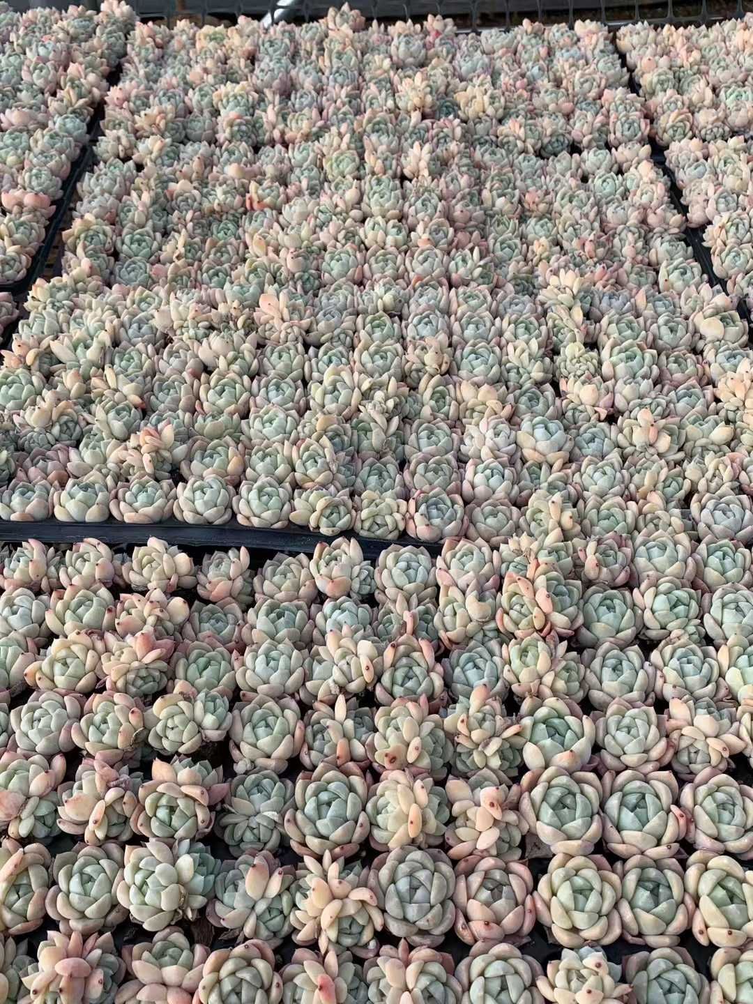 多肉植物 X545 ホータンギョク 105苗 土根付き エケベリア セダム