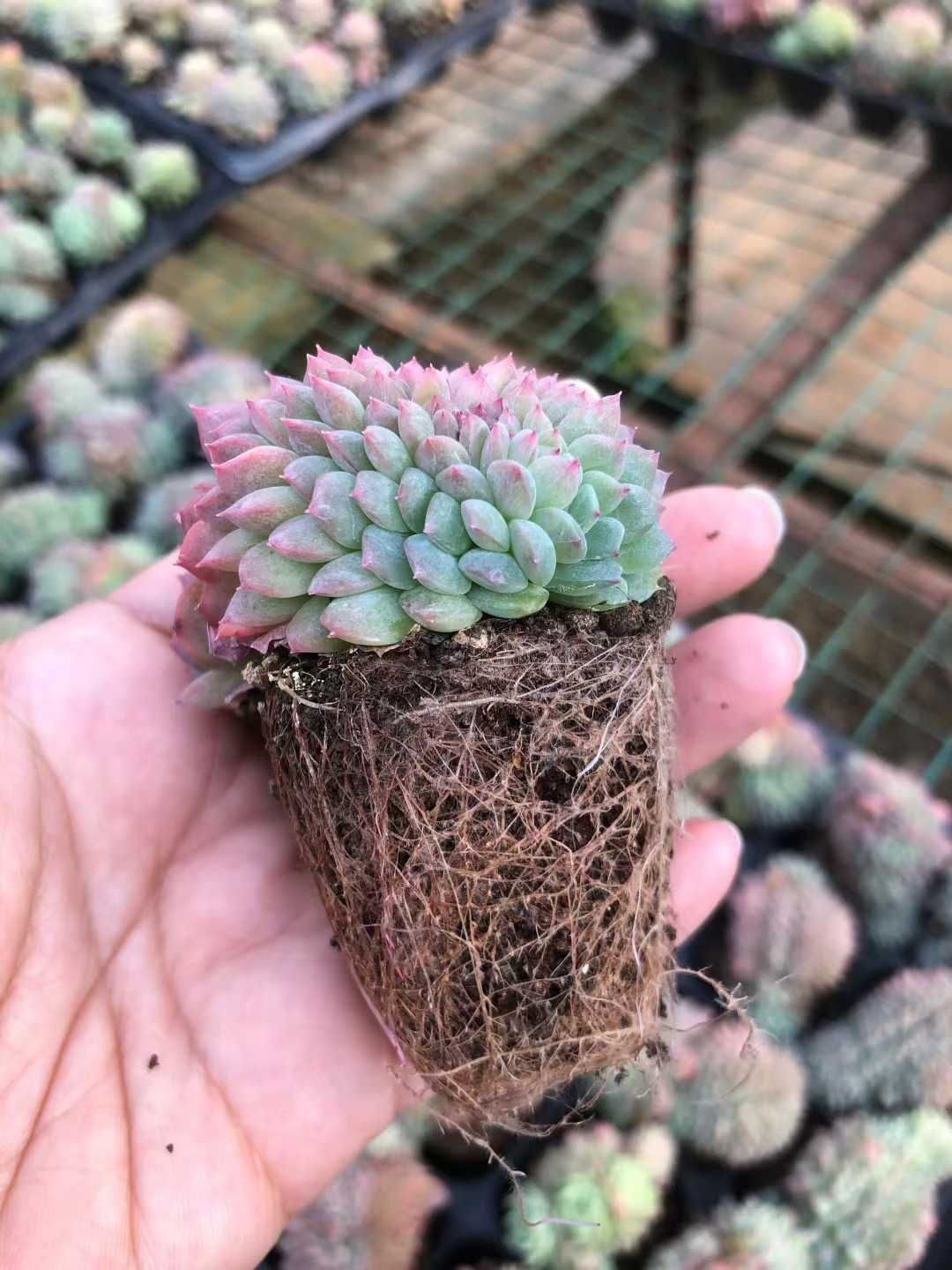 多肉植物 X590 カンロツイカ 50苗 土根付き エケベリア セダム