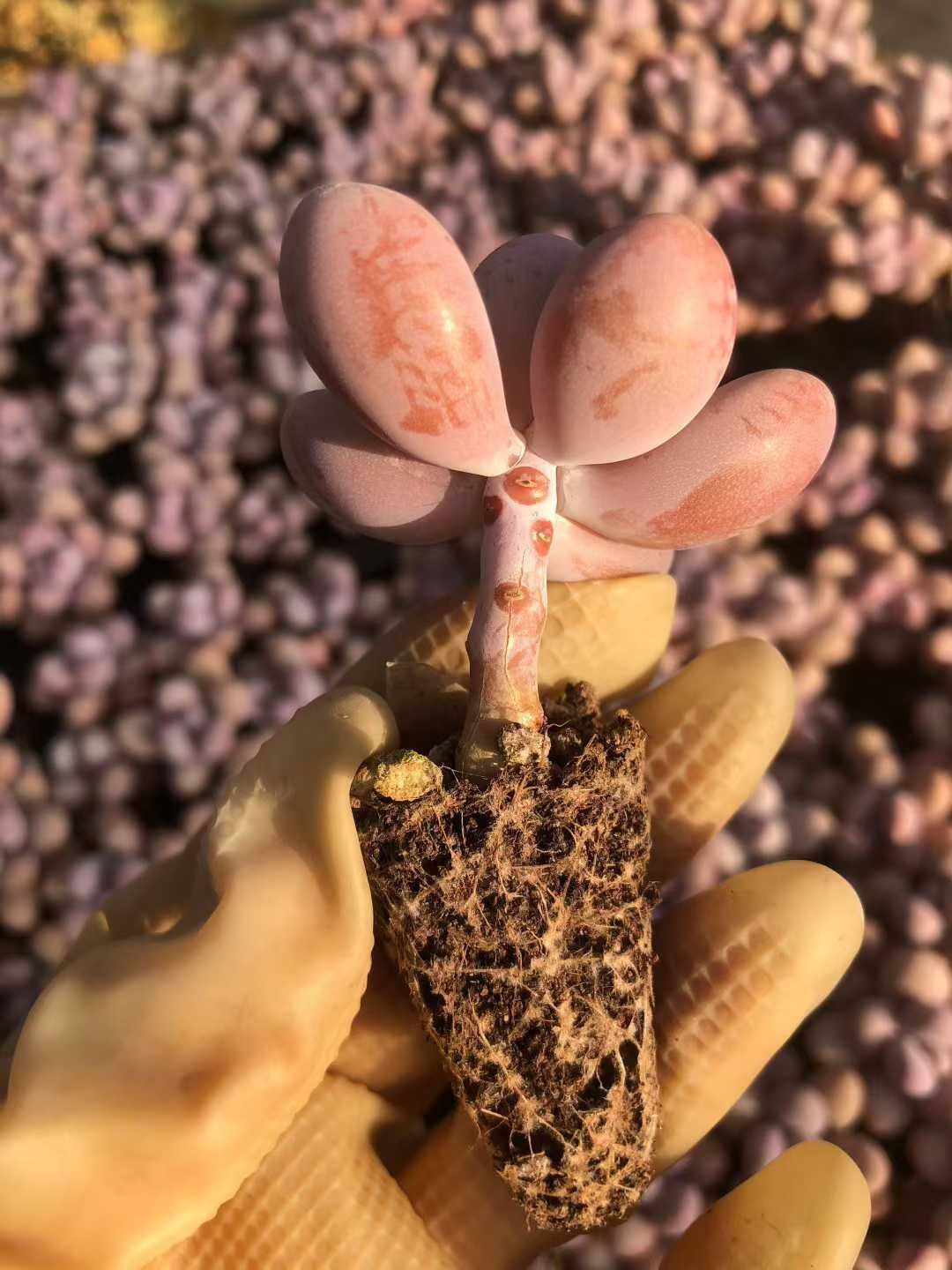 多肉植物 X593 モモタマ 105苗 土根付き エケベリア セダム