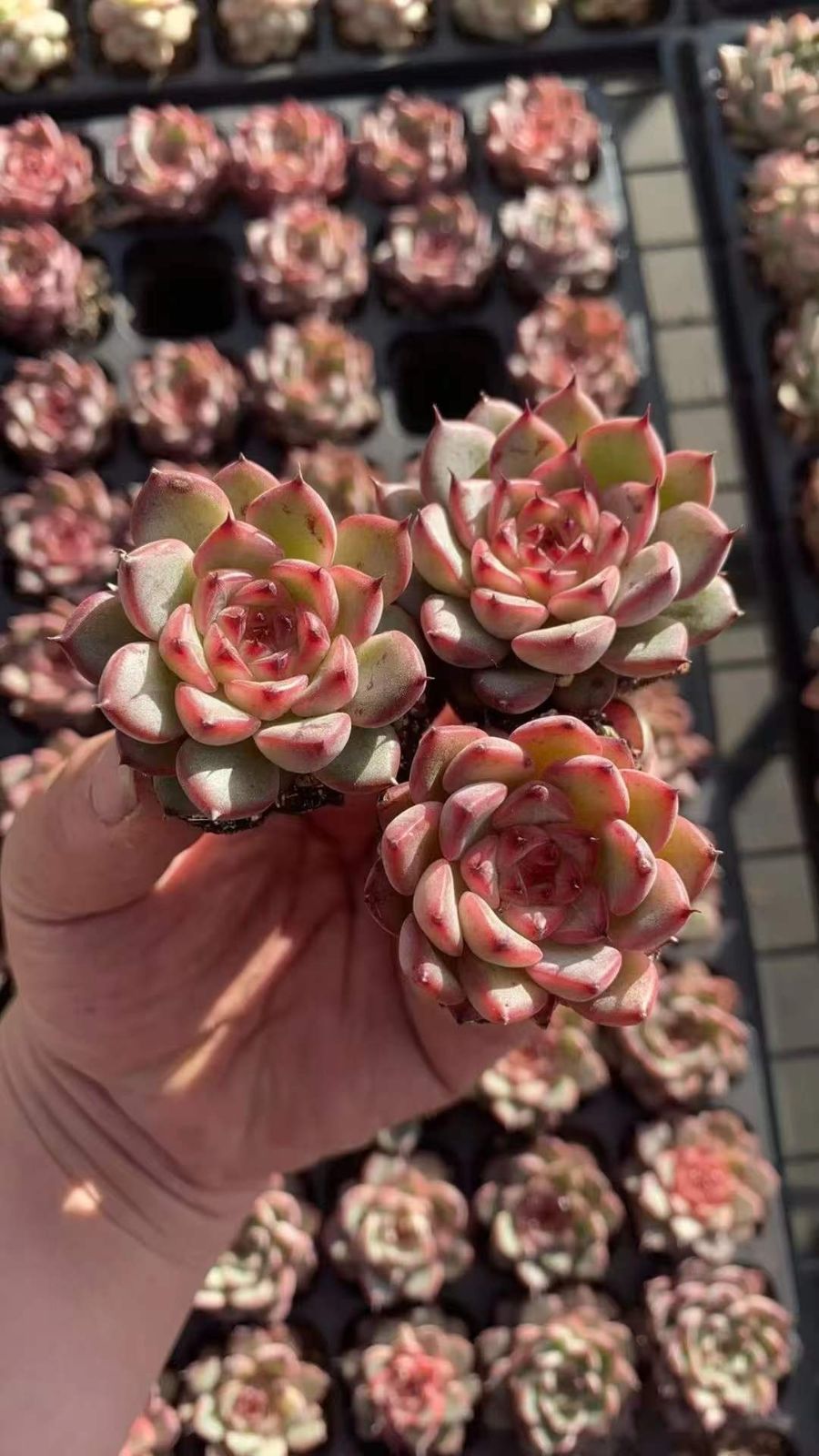 多肉植物 X566 スターダストジェニー 72苗 土根付き エケベリア セダム