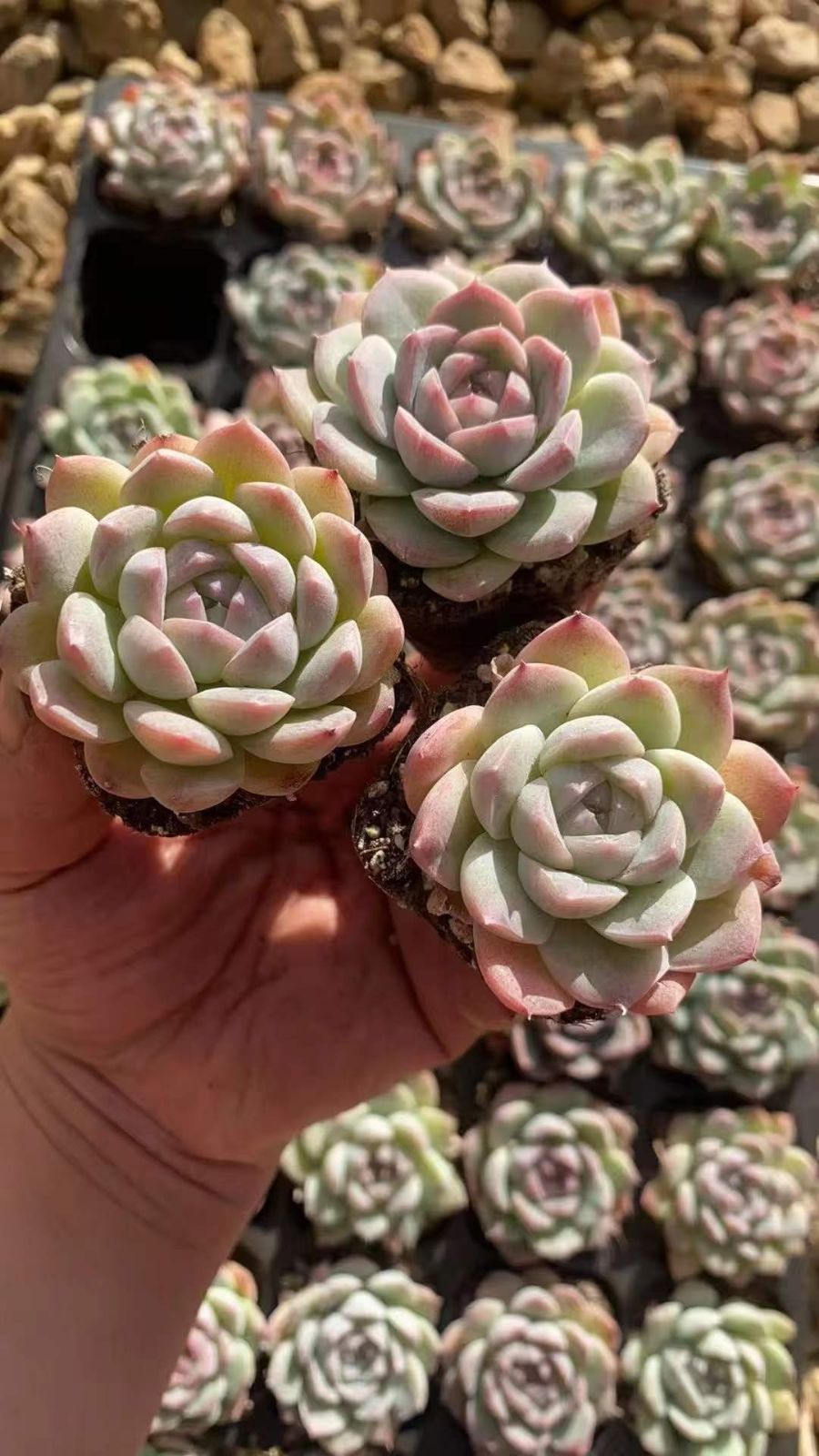 多肉植物 X569 ミニザッツ 50苗 土根付き エケベリア セダム