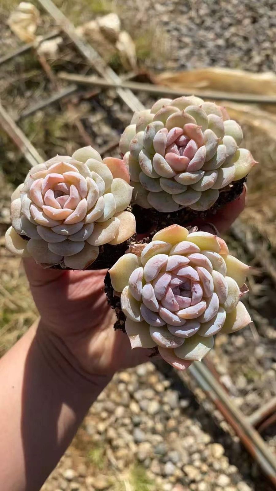 多肉植物セダム 虹の玉50カット 【公式通販】