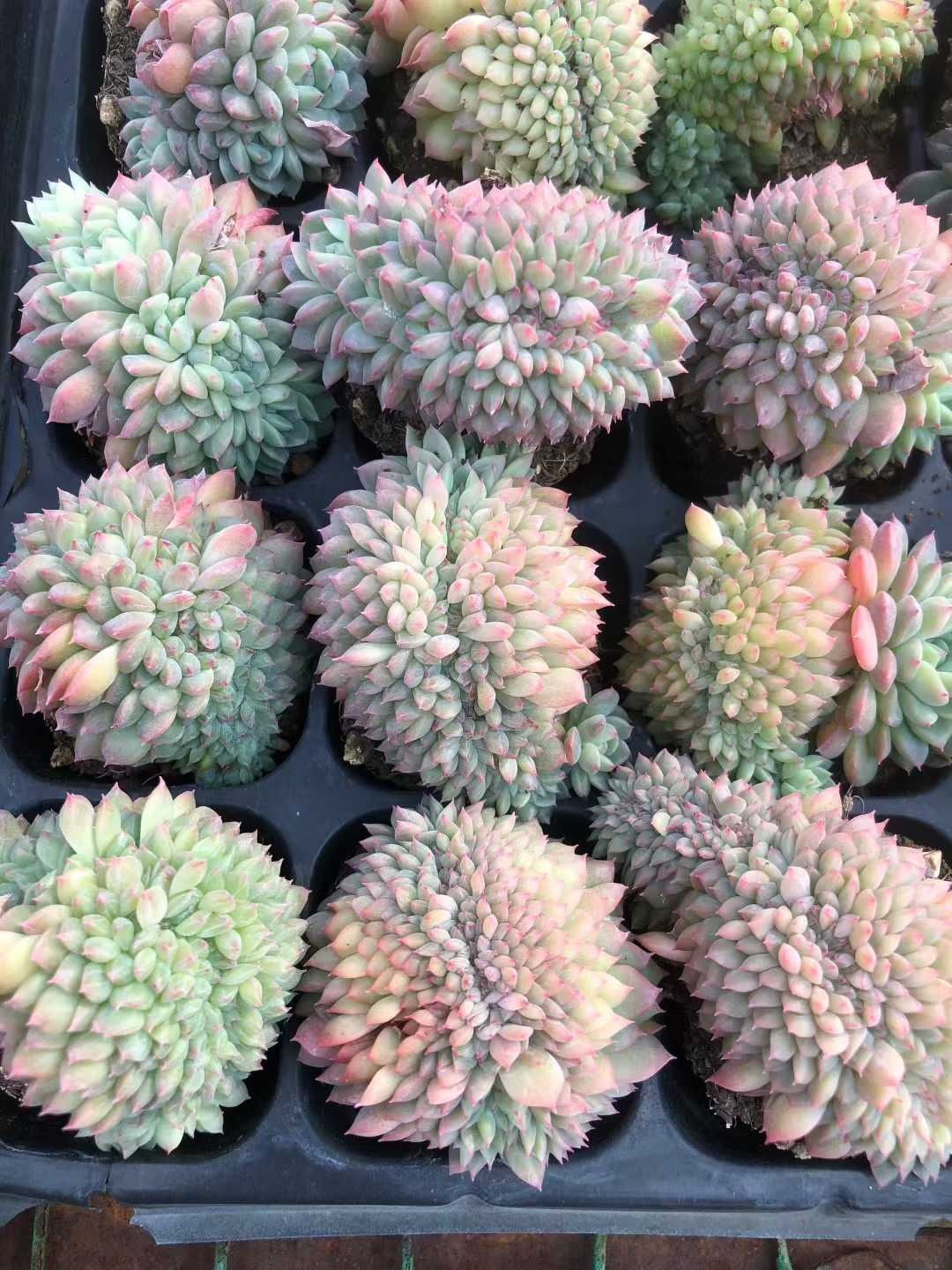 多肉植物 X590 カンロツイカ 50苗 土根付き エケベリア セダム