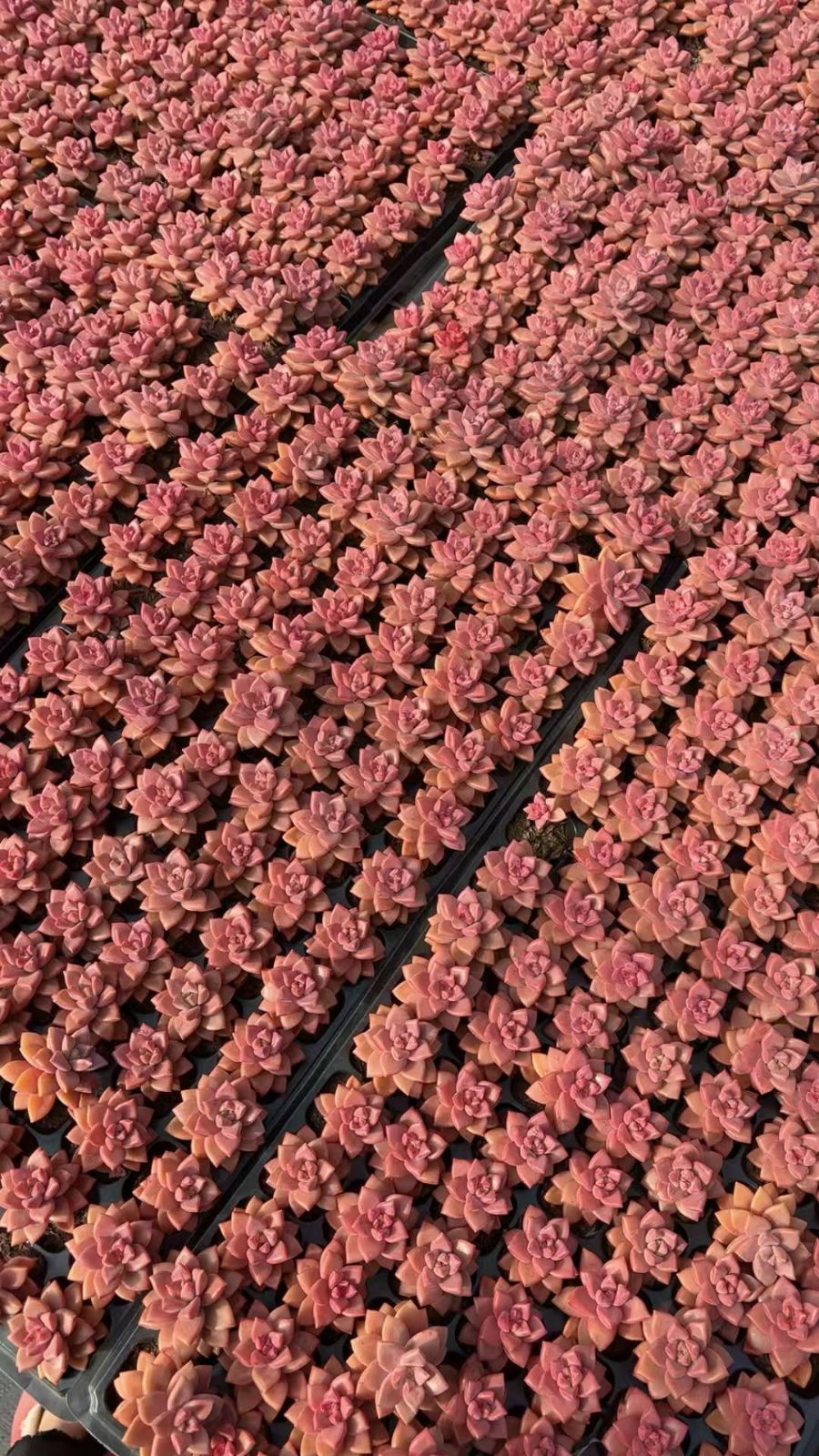 新入荷 ピンクオレンジ×72苗 多肉植物 土根付き エケベリア セダム
