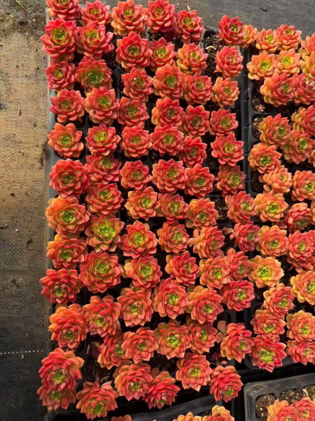 多肉植物 X585 ケツティア 72苗 土根付き エケベリア セダム