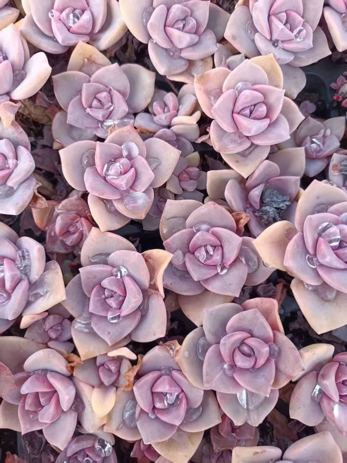 多肉植物 X546 スキットルズ 50苗 土根付き エケベリア セダム