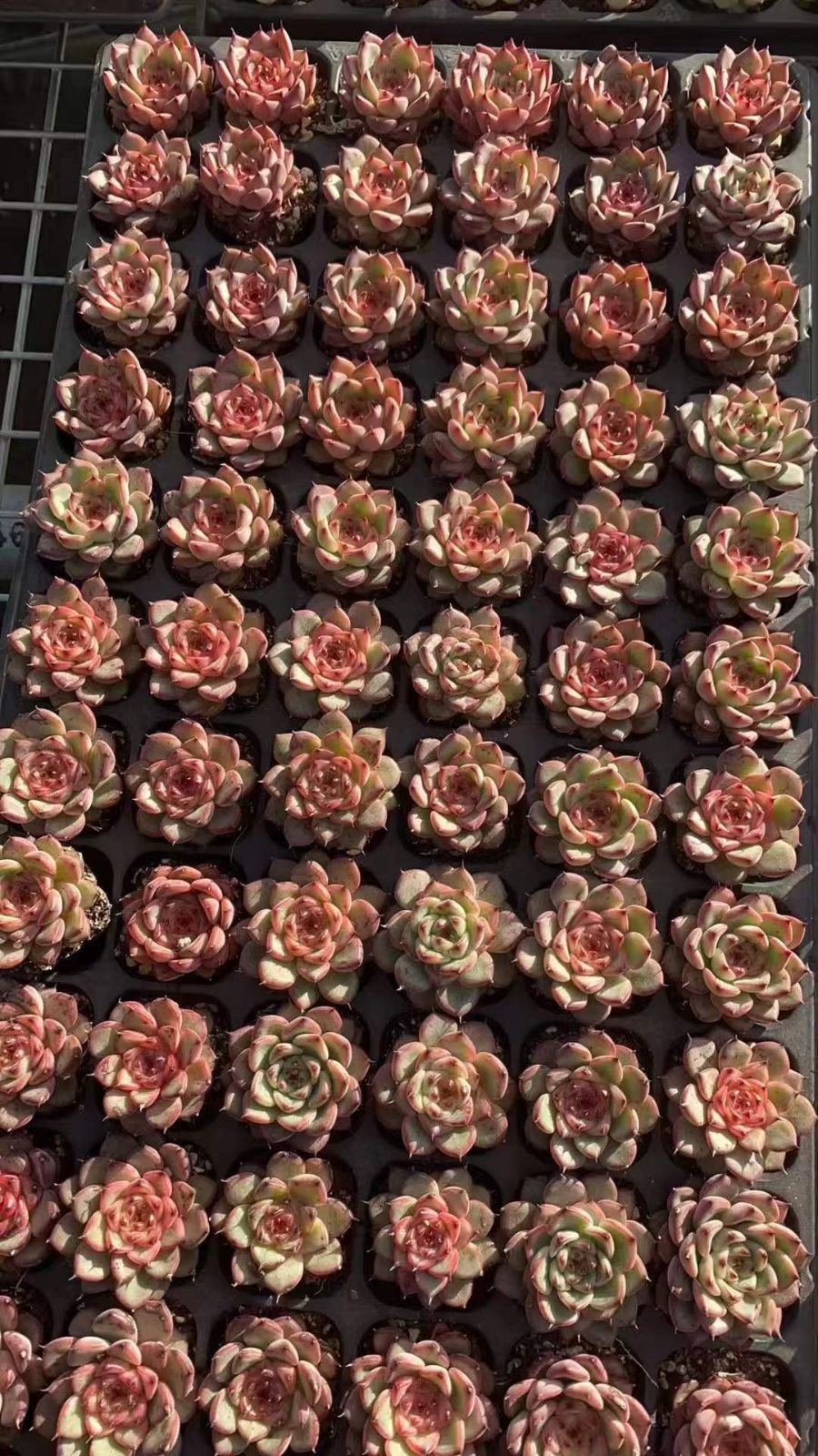 多肉植物 X566 スターダストジェニー 72苗 土根付き エケベリア セダム