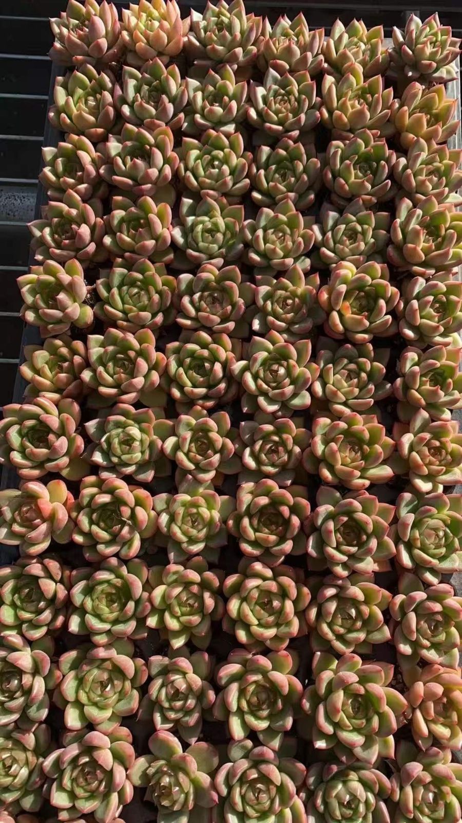 多肉植物 X576 セイクウジェニー 72苗 土根付き エケベリア セダム