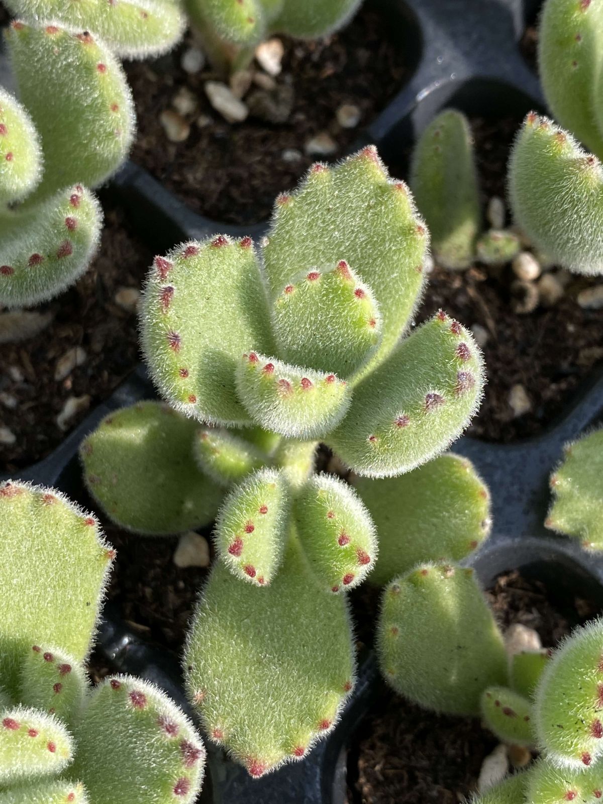 多肉植物 X199 グリーンベア 72苗 土根付き エケベリア セダム