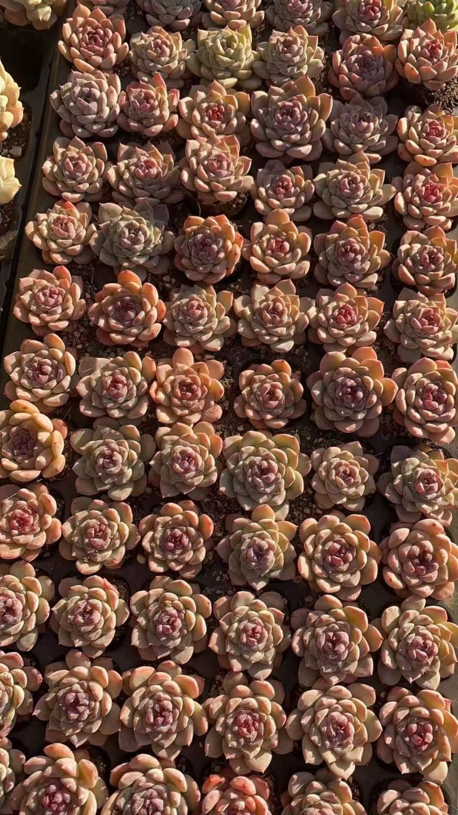 多肉植物 X564 ヒョウヒョウ 72苗 土根付き エケベリア セダム