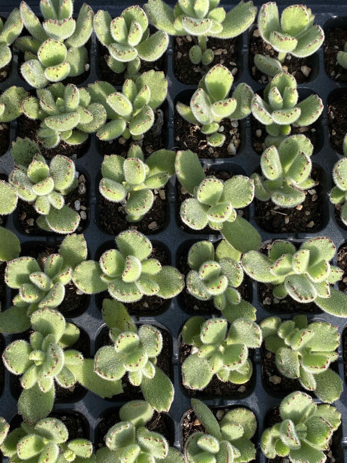 多肉植物 X199 グリーンベア 72苗 土根付き エケベリア セダム