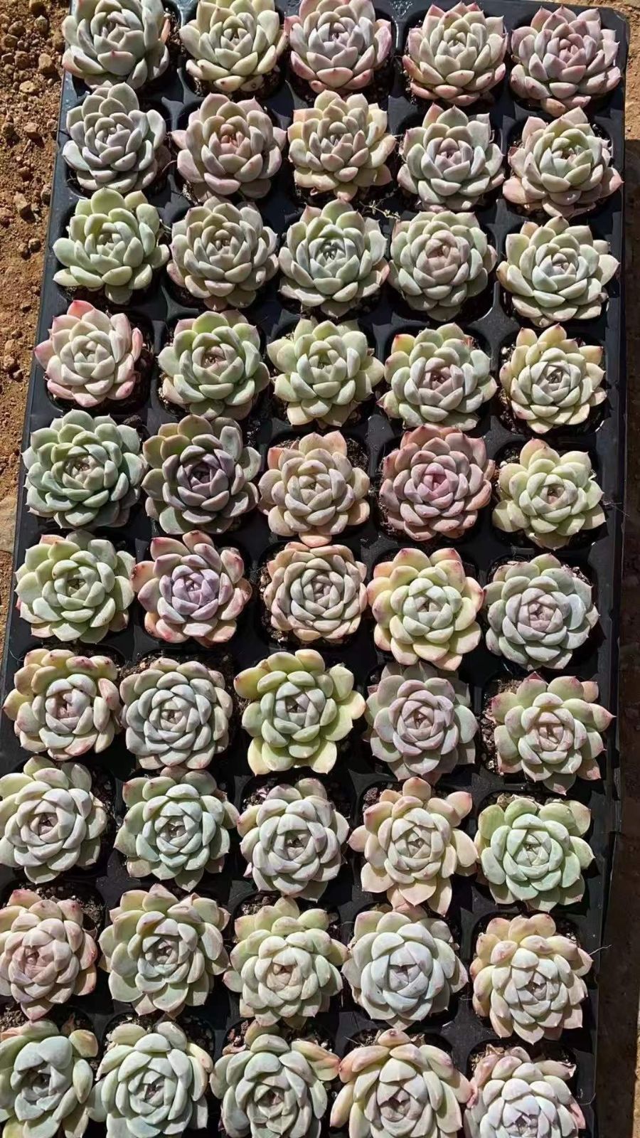 多肉植物 X569 ミニザッツ 50苗 土根付き エケベリア セダム