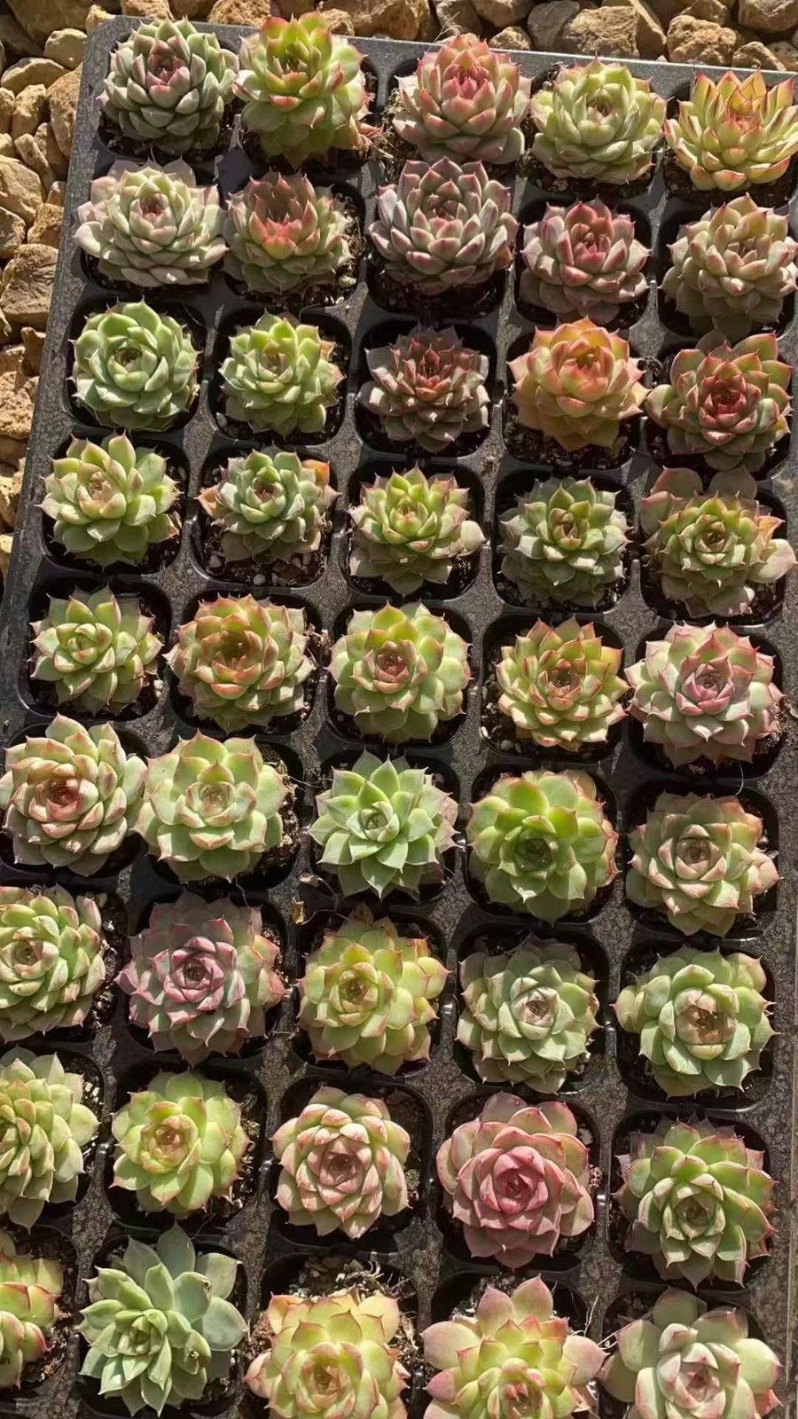 多肉植物 X568 チビボラ 50苗 土根付き エケベリア セダム