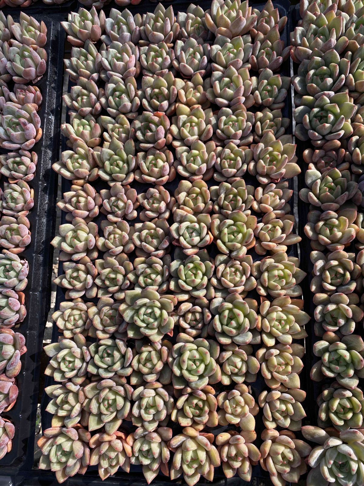 多肉植物 X201 シャンペン 72苗 土根付き エケベリア セダム