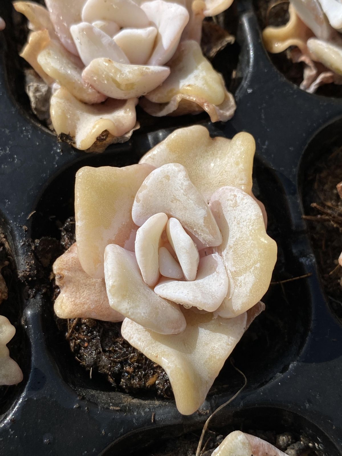 多肉植物 X204 シロギョウズノカワ 72苗 土根付き エケベリア セダム