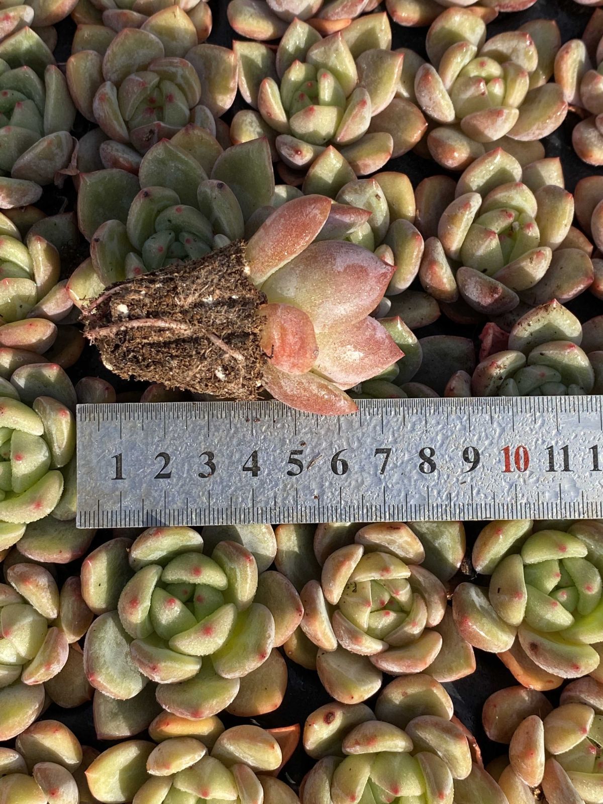 多肉植物 X201 シャンペン 72苗 土根付き エケベリア セダム