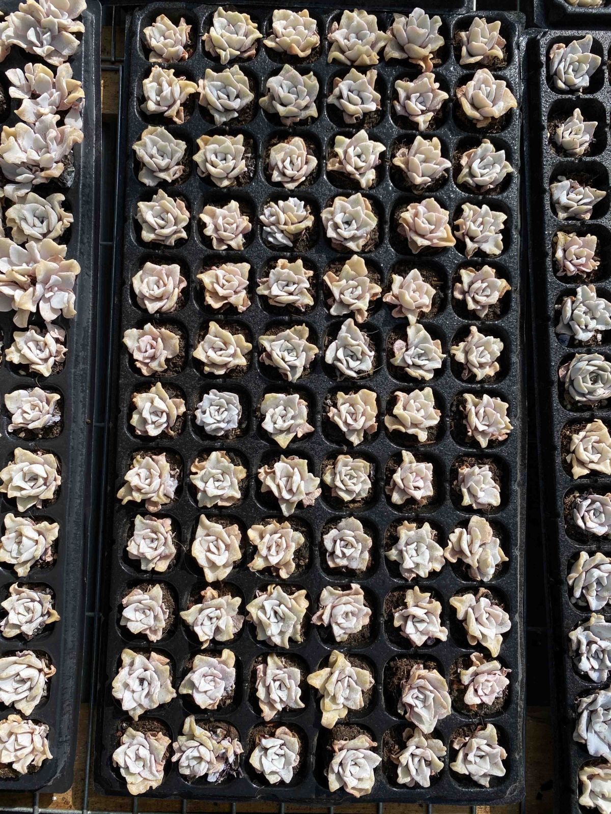 多肉植物 X204 シロギョウズノカワ 72苗 土根付き エケベリア セダム