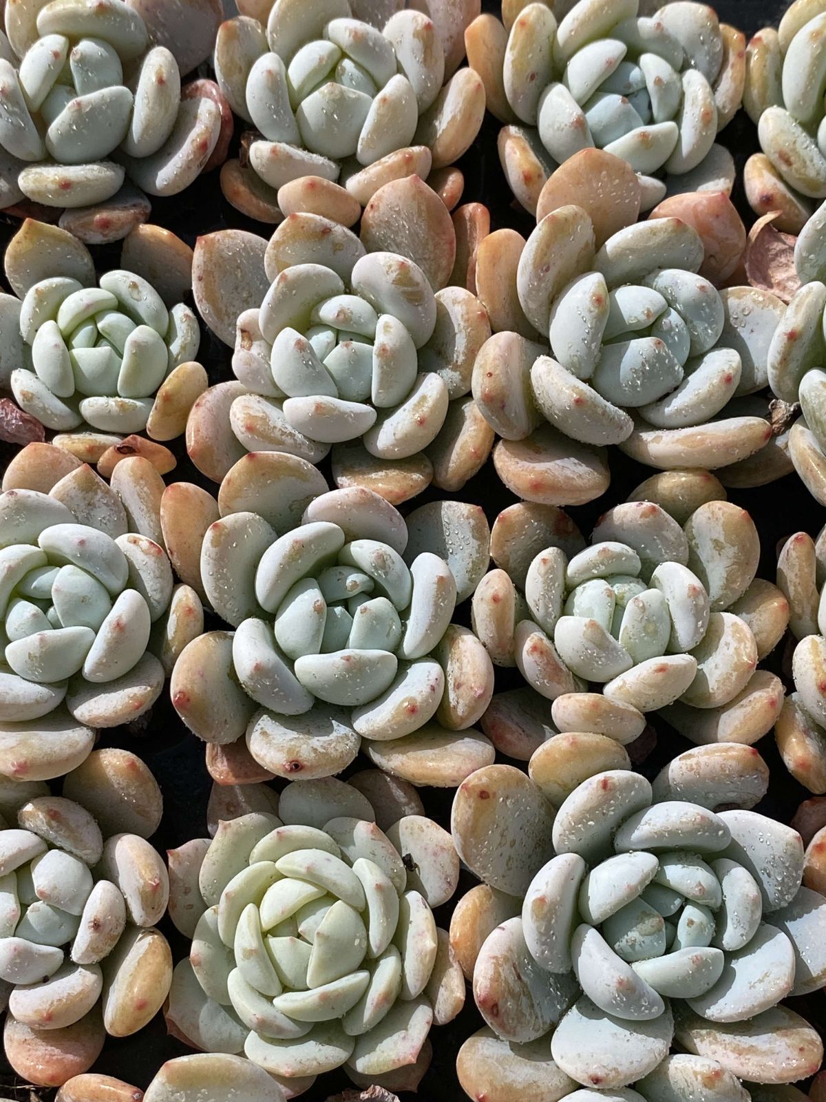 多肉植物 X203 レイコウ 72苗 土根付き エケベリア セダム