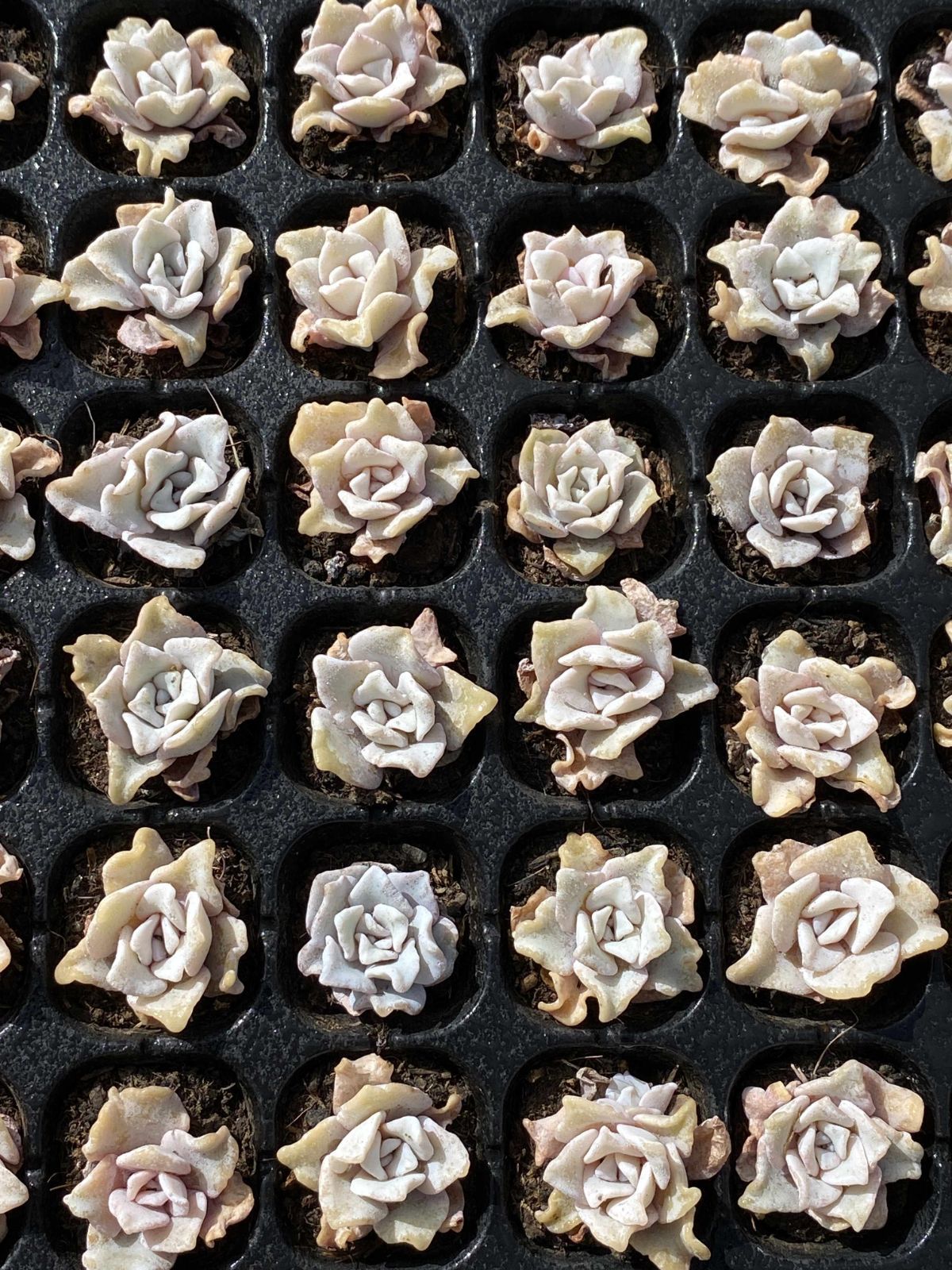 多肉植物 X204 シロギョウズノカワ 72苗 土根付き エケベリア セダム