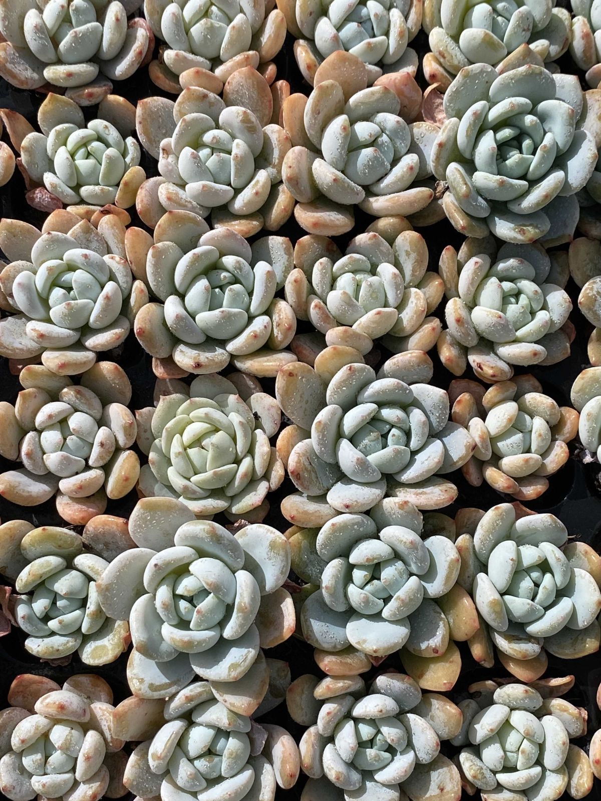 新入荷 虹の玉錦×72苗 多肉植物 土根付き エケベリア セダム 韓国苗