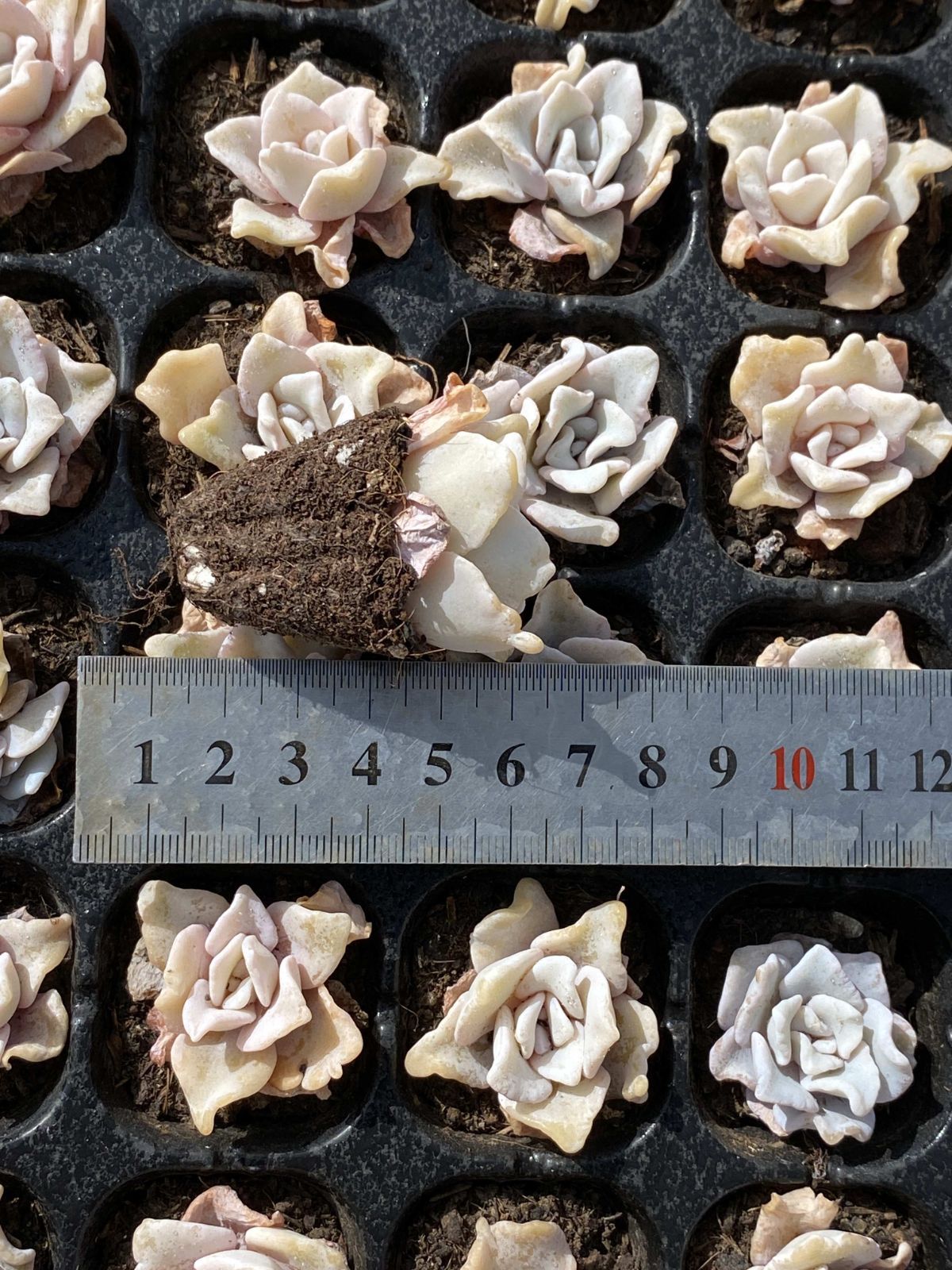 多肉植物 X204 シロギョウズノカワ 72苗 土根付き エケベリア セダム