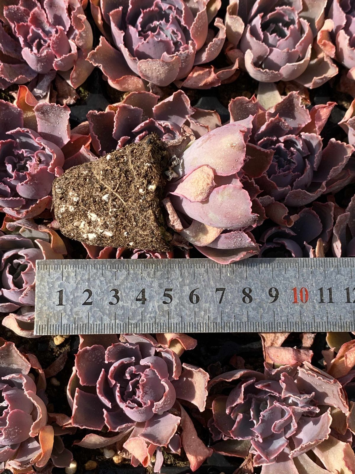 多肉植物 X239 バンカ 50苗 土根付き エケベリア セダム アエオニウム