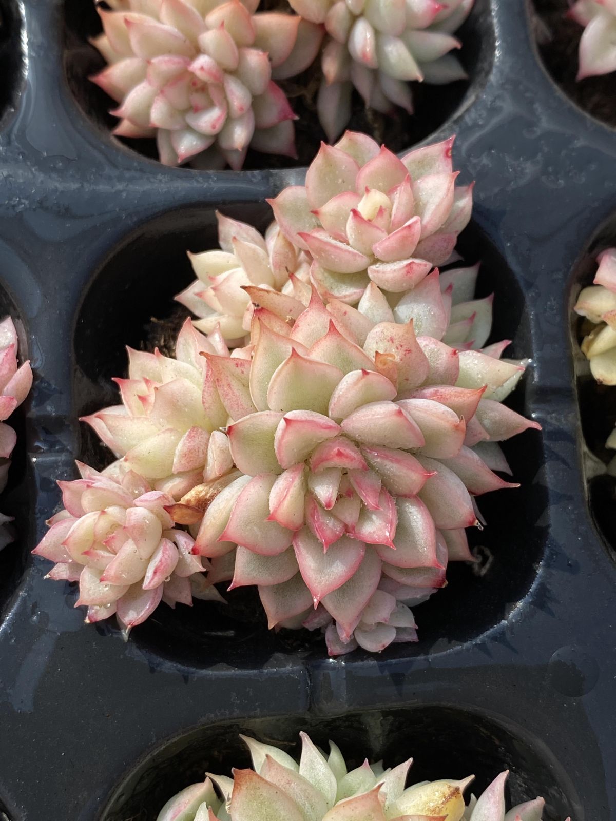 多肉植物 X246 メヒナニシキ 50苗 土根付き エケベリア セダム