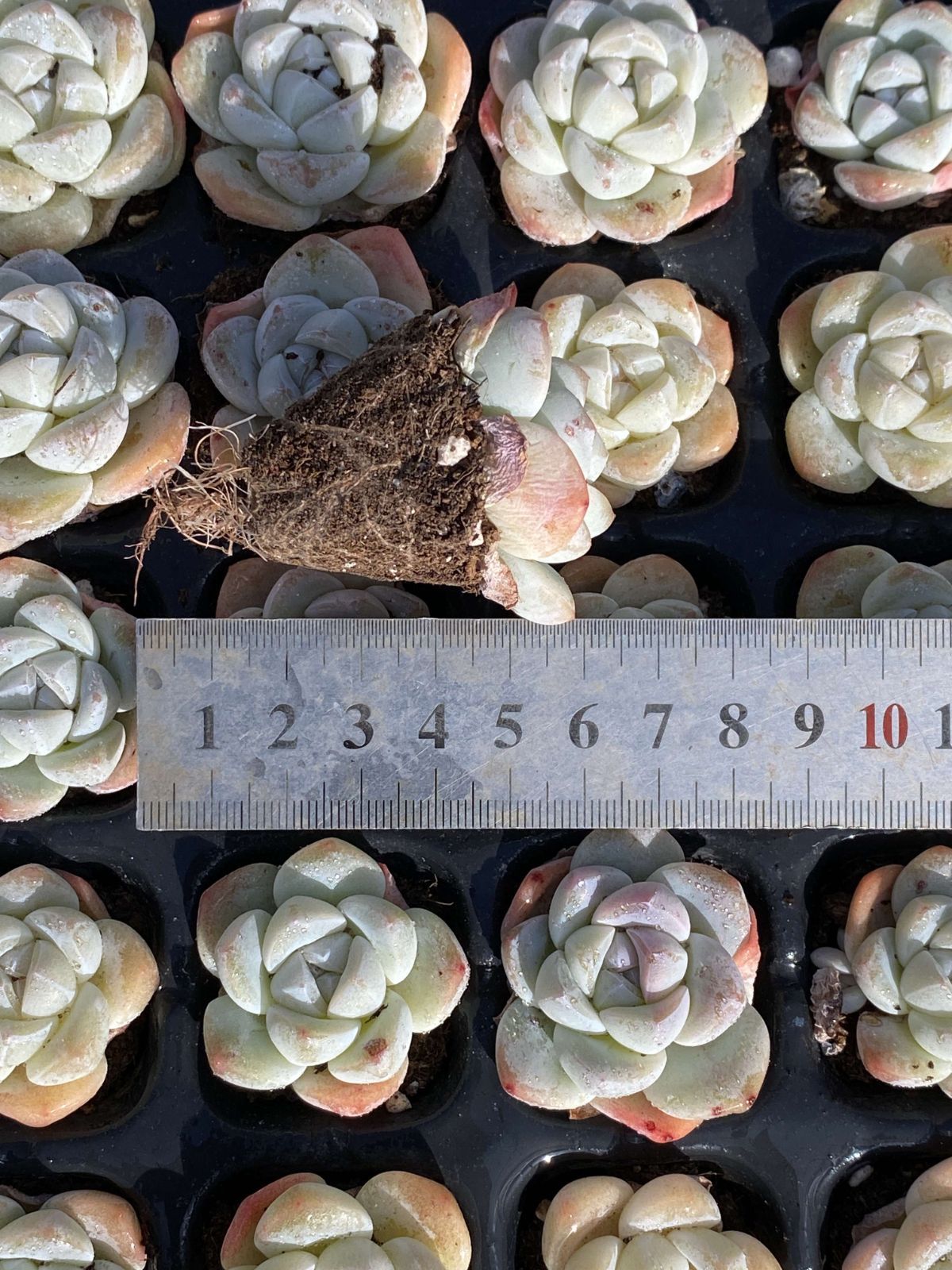 多肉植物 X206 ヒョウギョク 72苗 土根付き エケベリア セダム