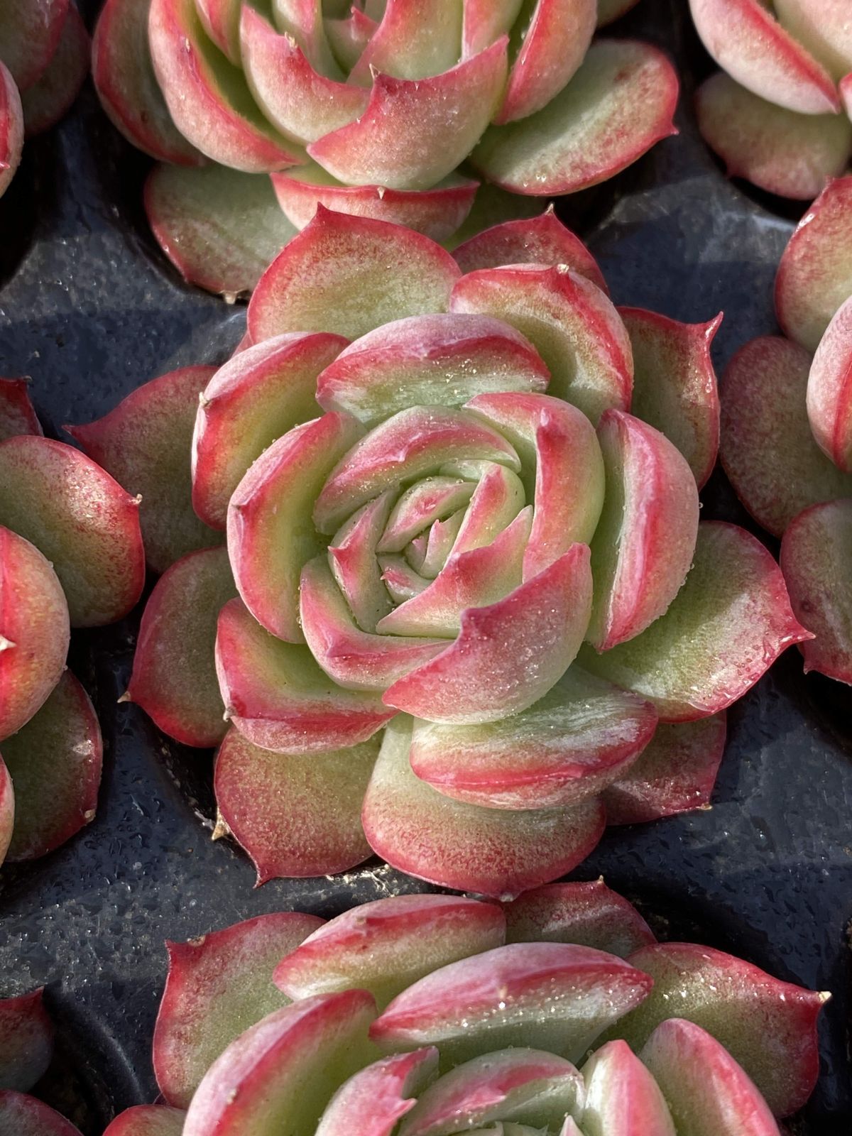 多肉植物 X355 ソクエイ 105苗 土根付き エケベリア セダム