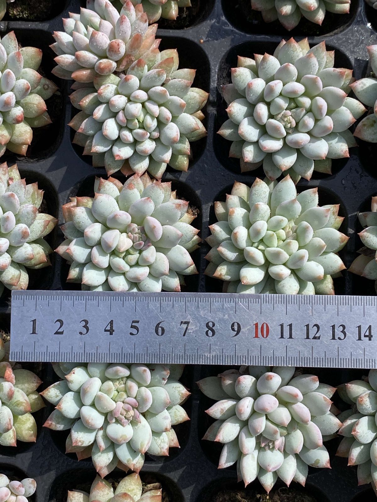 多肉植物 X558 ガム 32苗 土根付き エケベリア セダム アエオニウム