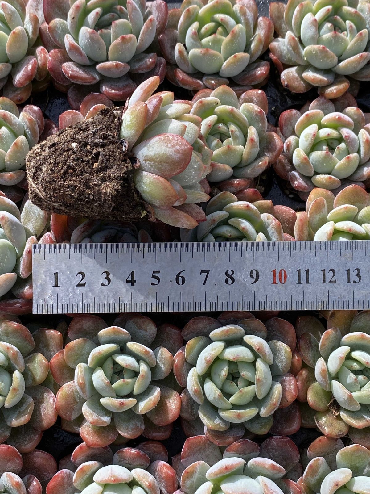 多肉植物 X561 オールスター 50苗 土根付き エケベリア セダム