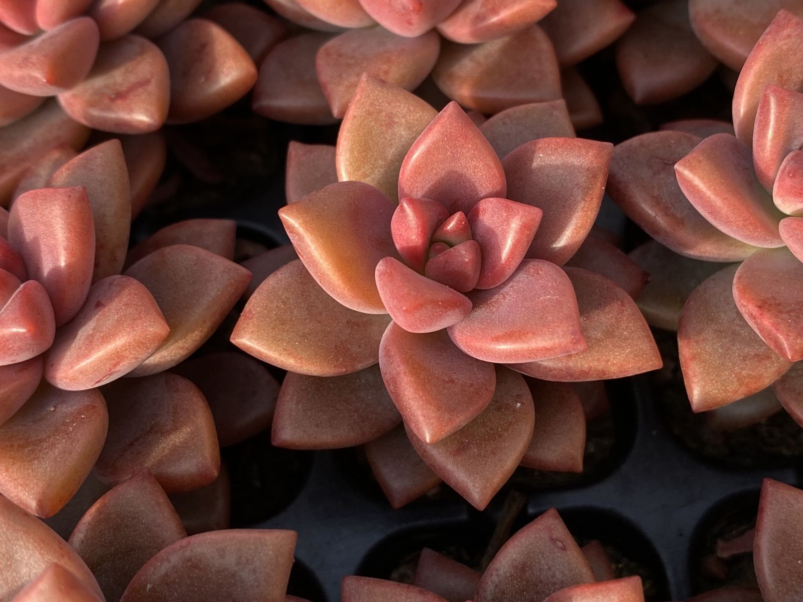 多肉植物 X548 ヒメオボロヅキ 105苗 土根付き エケベリア セダム