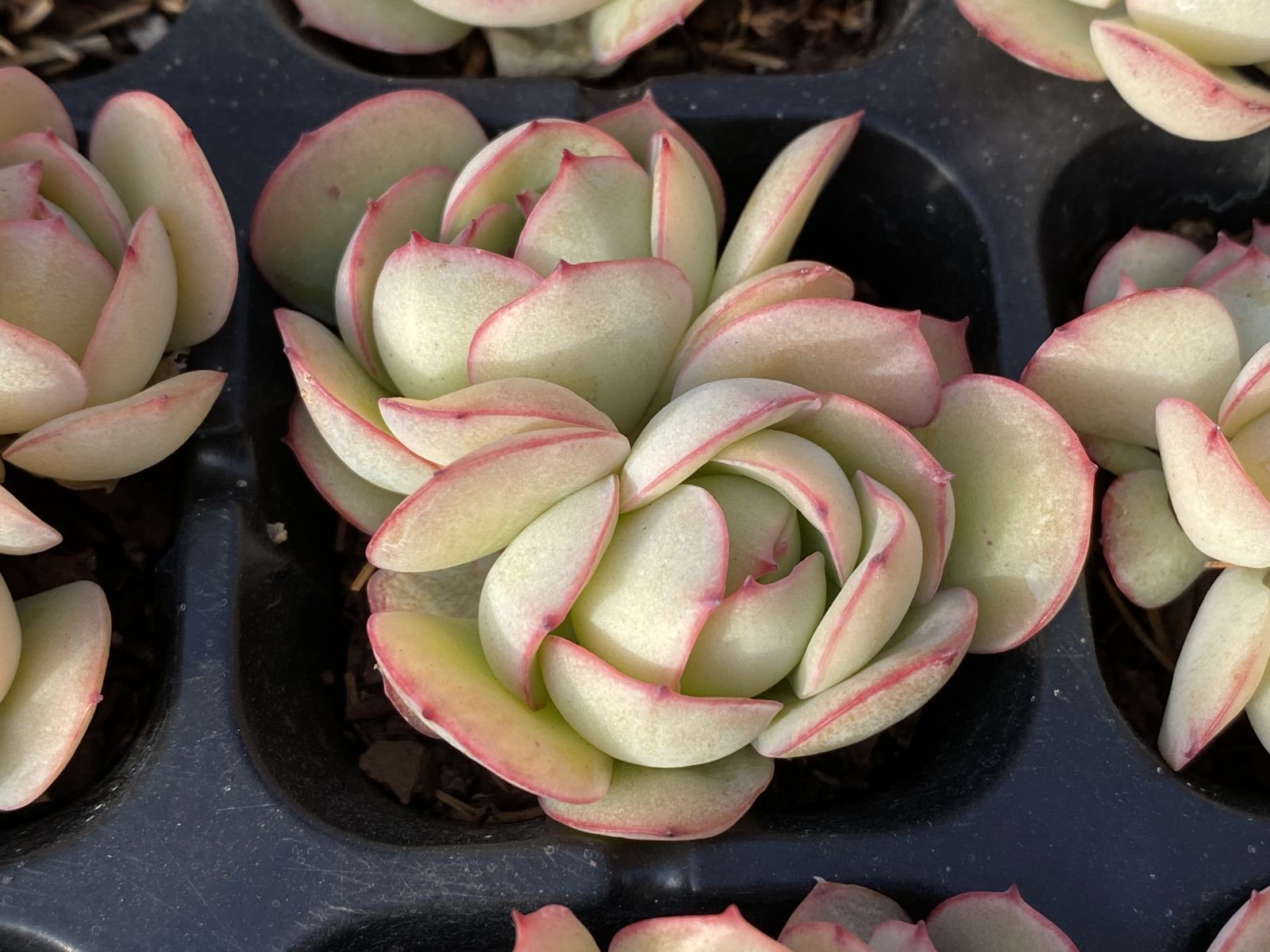 多肉植物 X549 ボタンテイ 50苗 土根付き エケベリア セダム