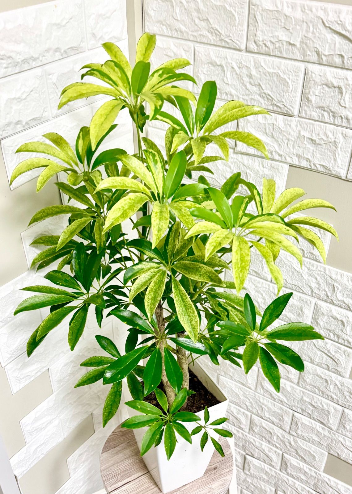 斑入り⭐️シェフレラカポック⭐️2本立ち　観葉植物