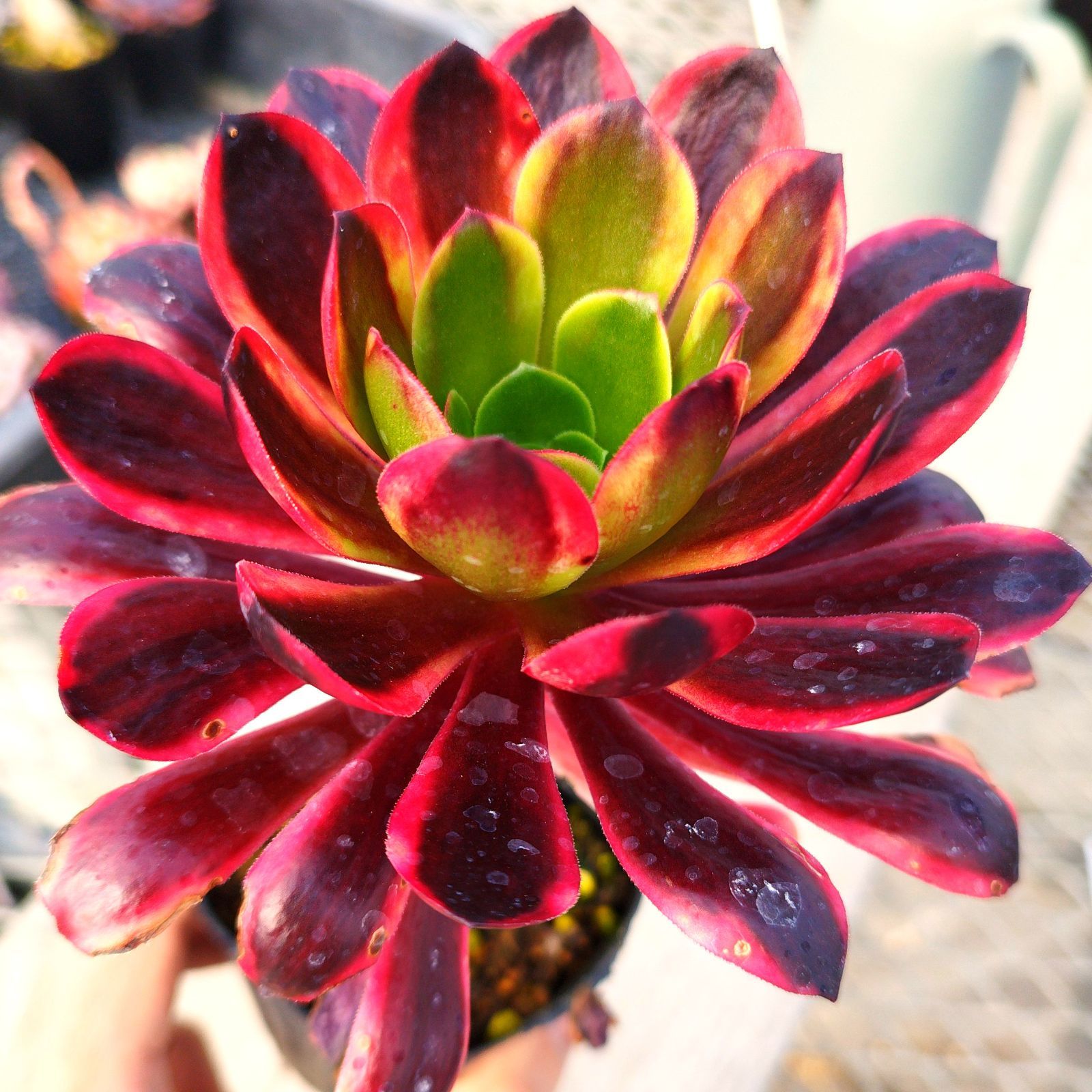 多肉植物 アエオニウム スーパーバン 抜き苗 - メルカリ